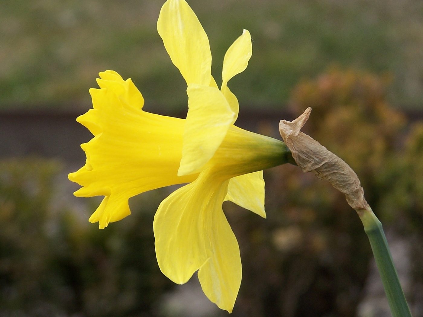 Narciso