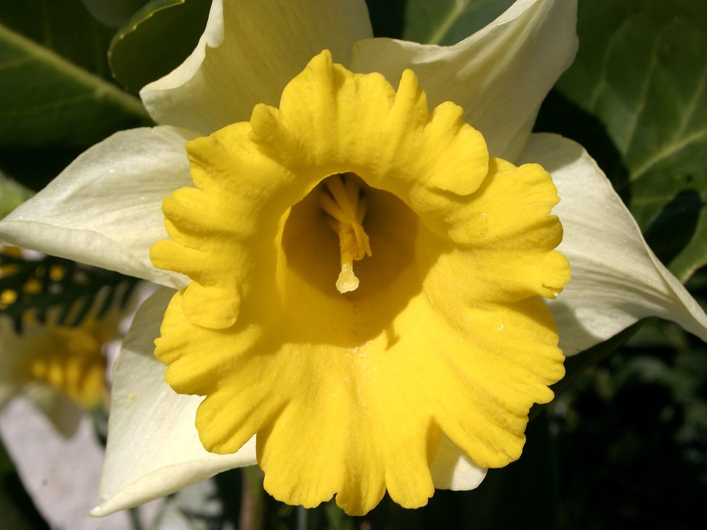 Narciso
