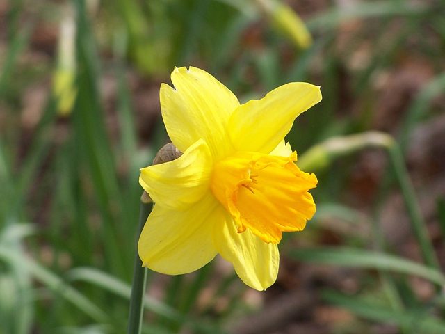 Narciso (Narcissus pseudonarcissus)