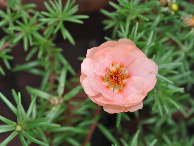 Onze-horas (Portulaca grandiflora)