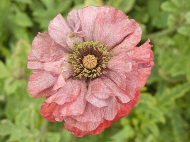 Papoula (Papaver rhoeas)