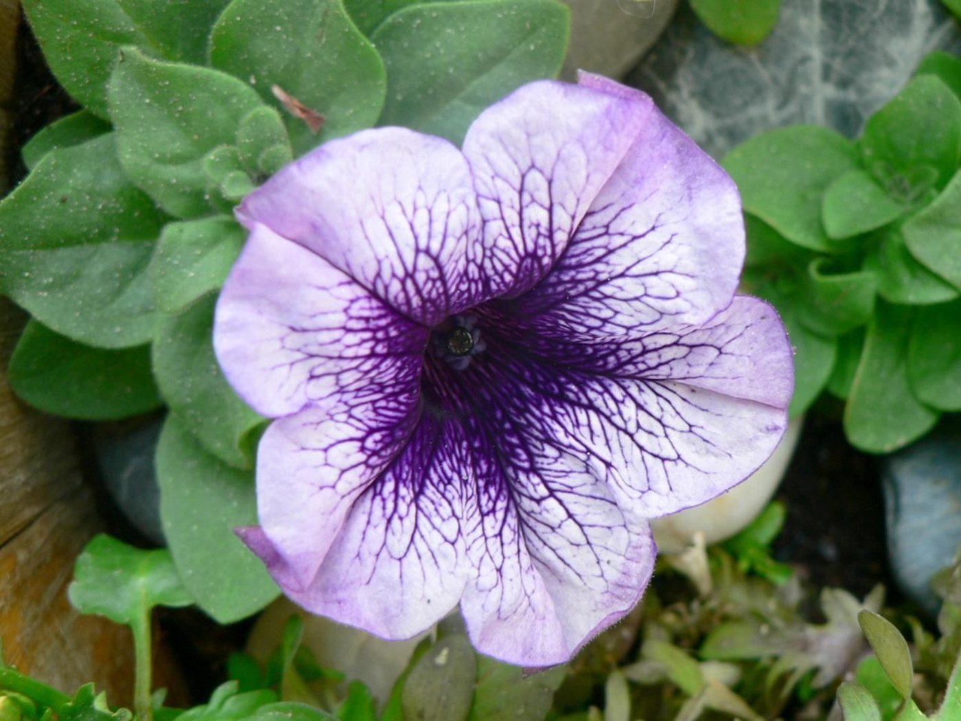 Petúnia
