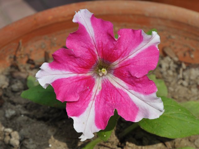 Petúnia (Petunia × atkinsiana)