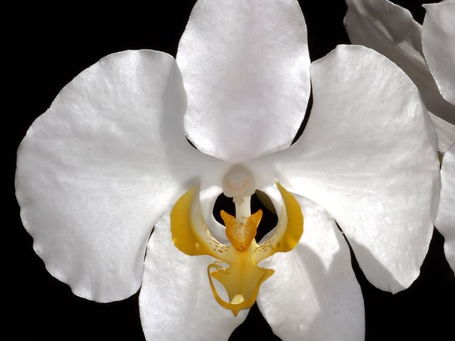 Orquídea-borboleta (Phalaenopsis amabilis)