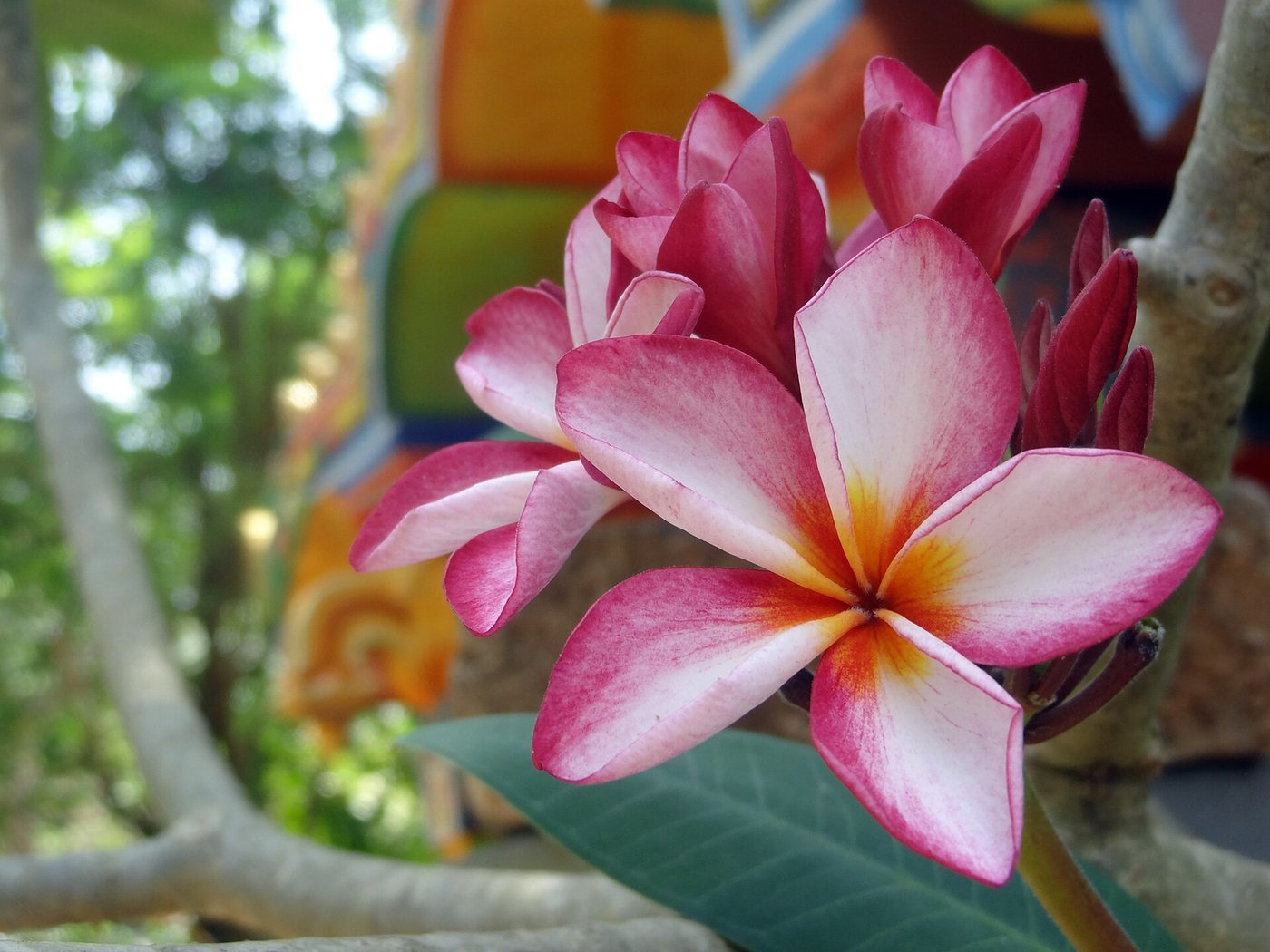Plumeria