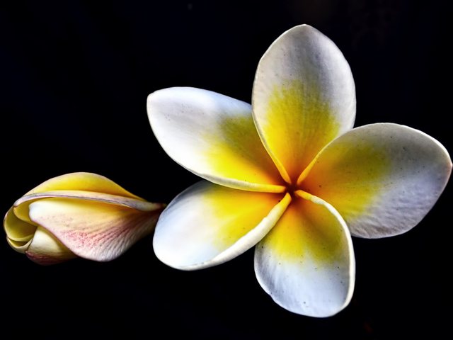 Plumeria (Plumeria rubra)