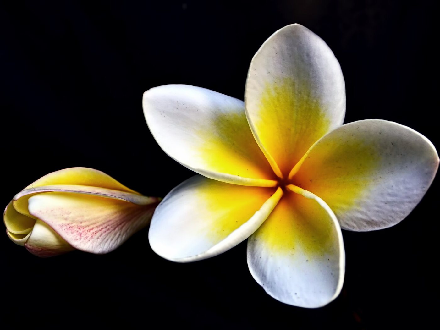 Plumeria