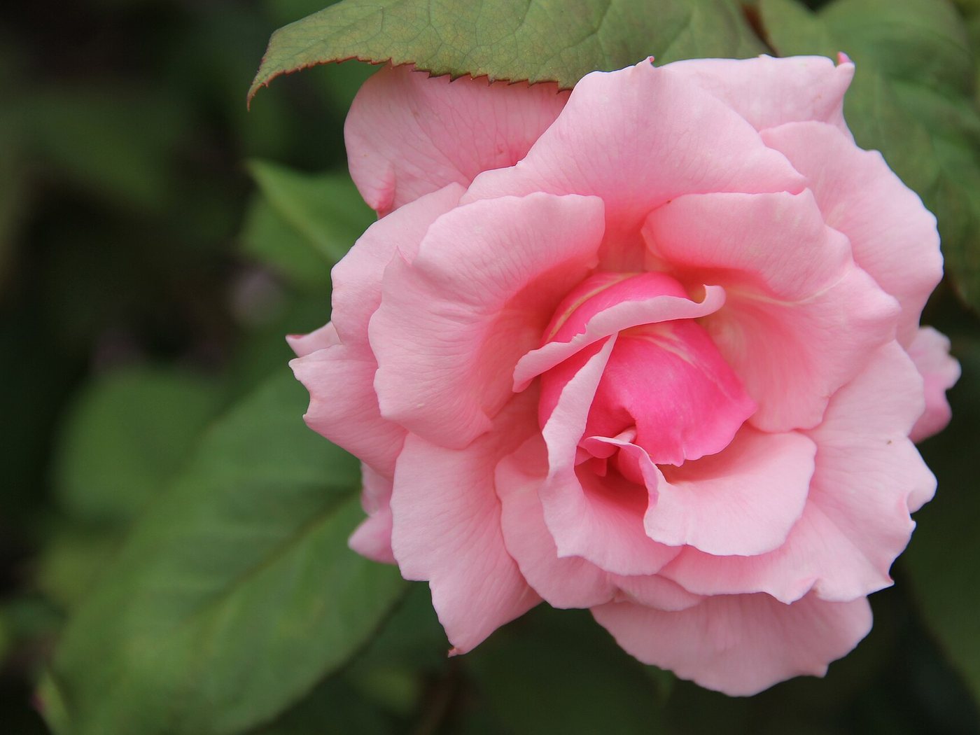 Rosa