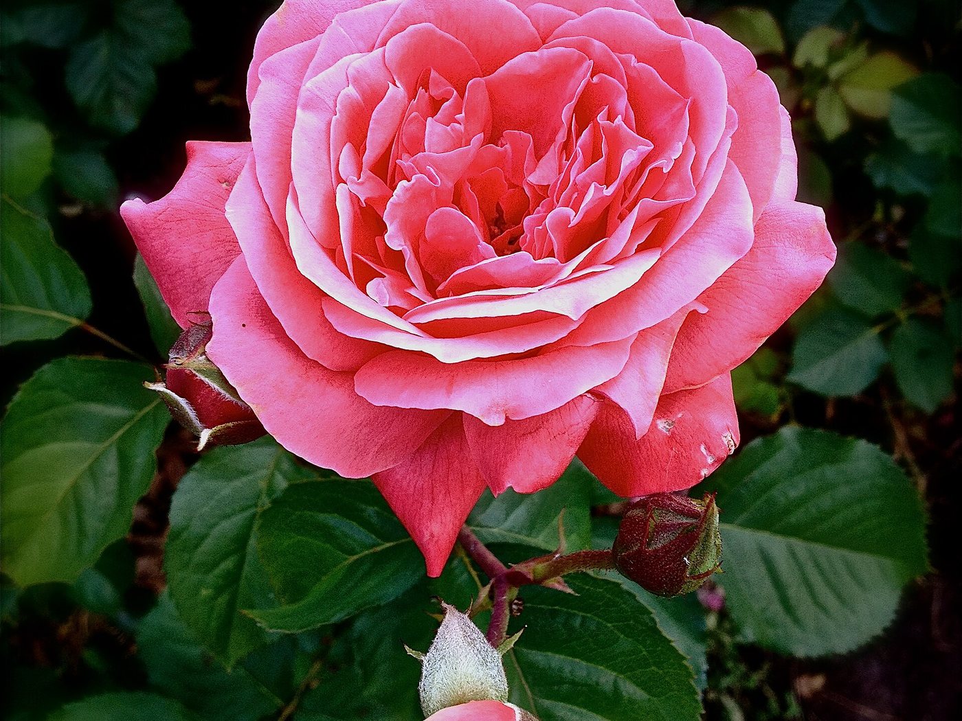 Rosa