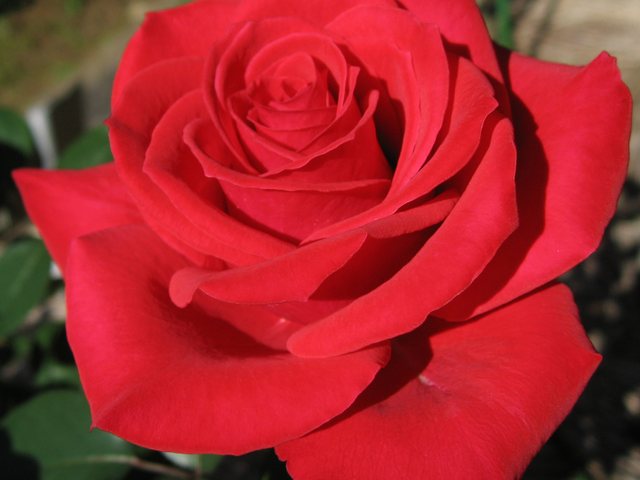 Rosa (Rosa × hybrida)