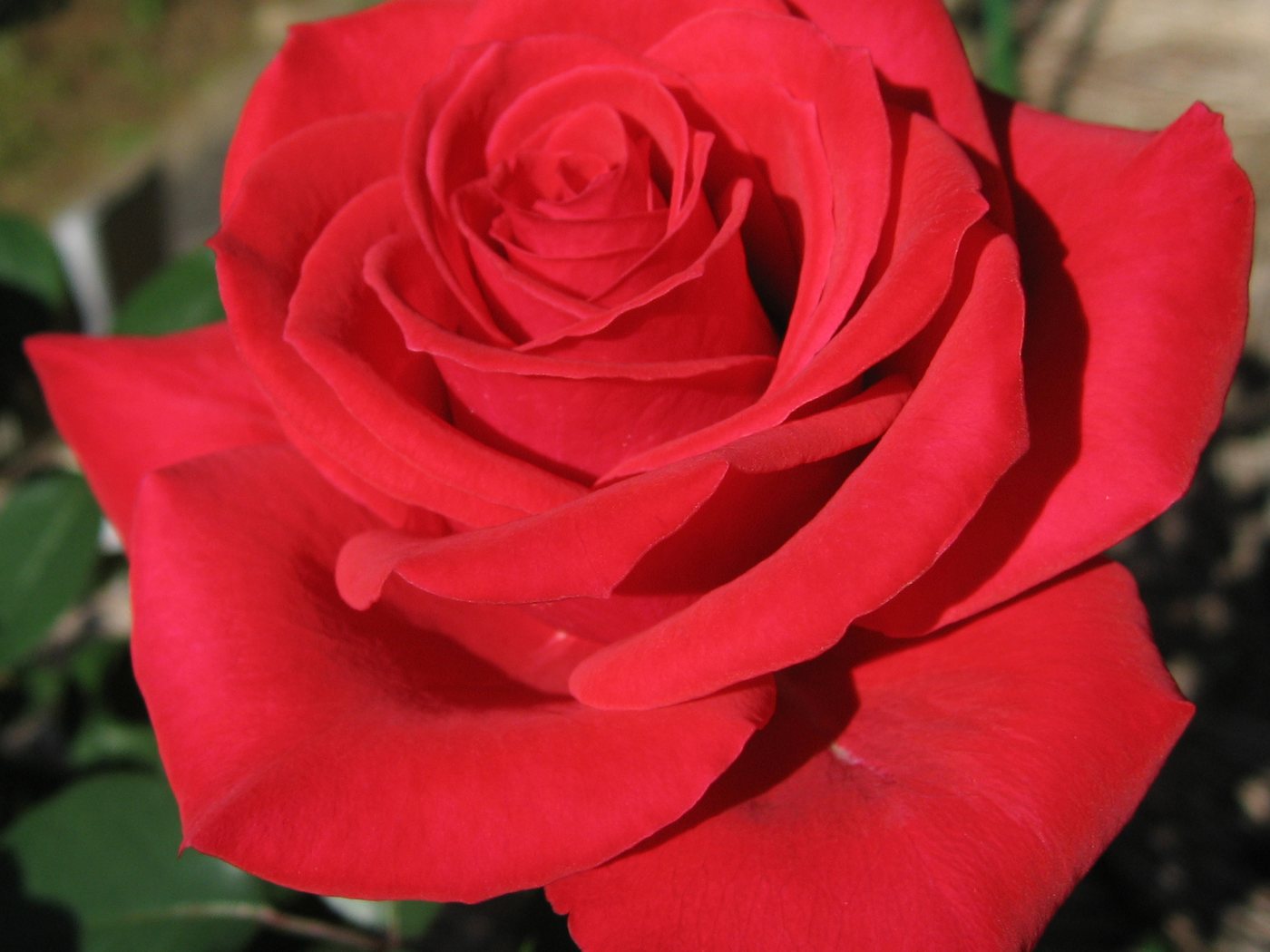 Rosa