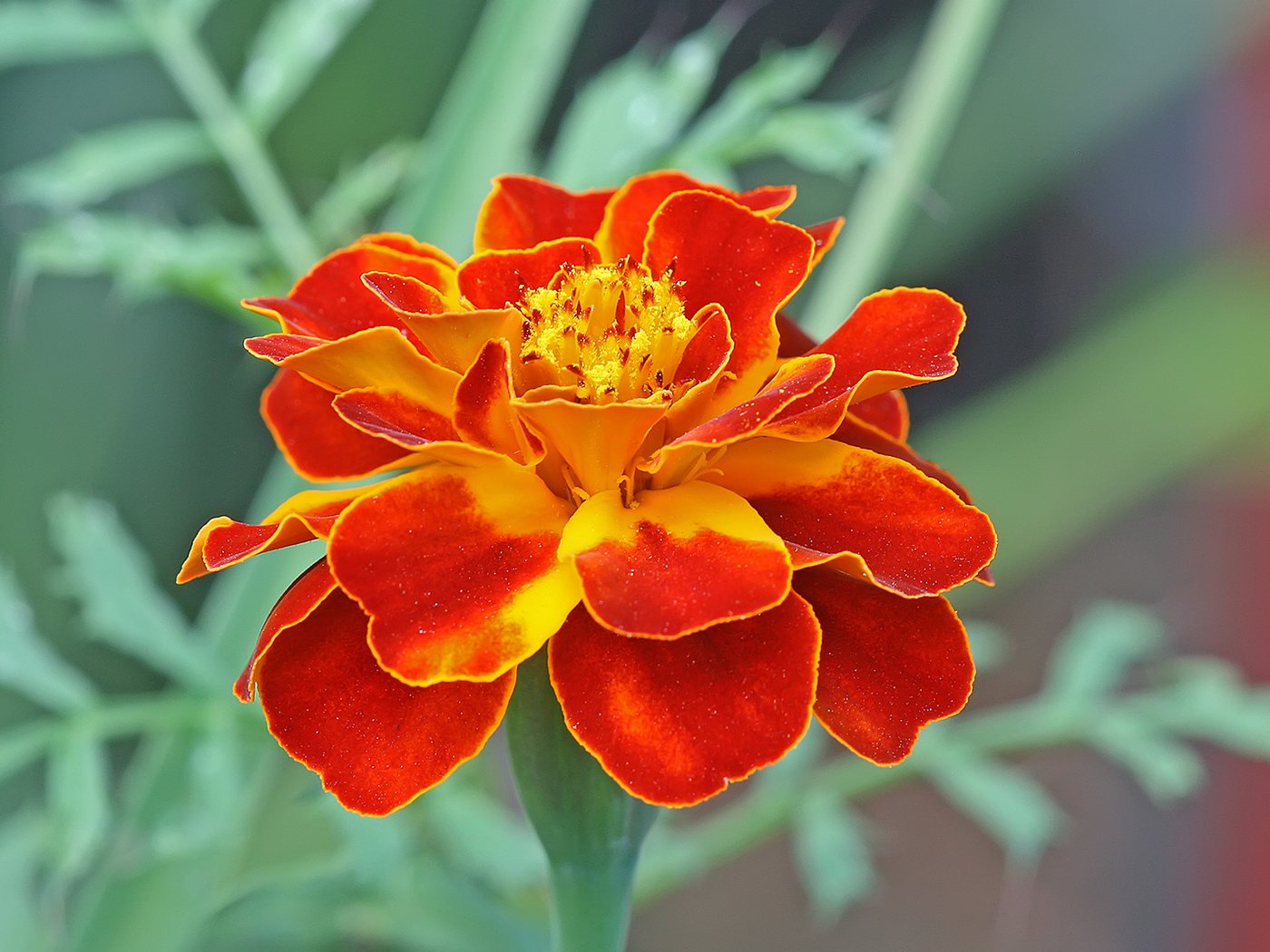 Tagetes