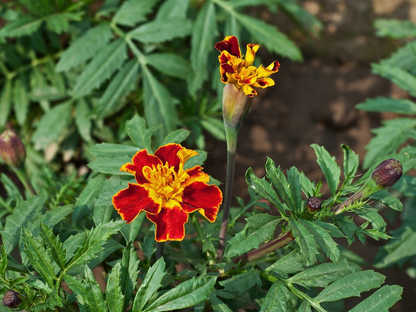 Tagetes