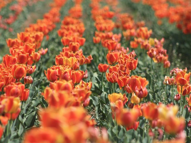 Tulipa (Tulipa gesneriana)