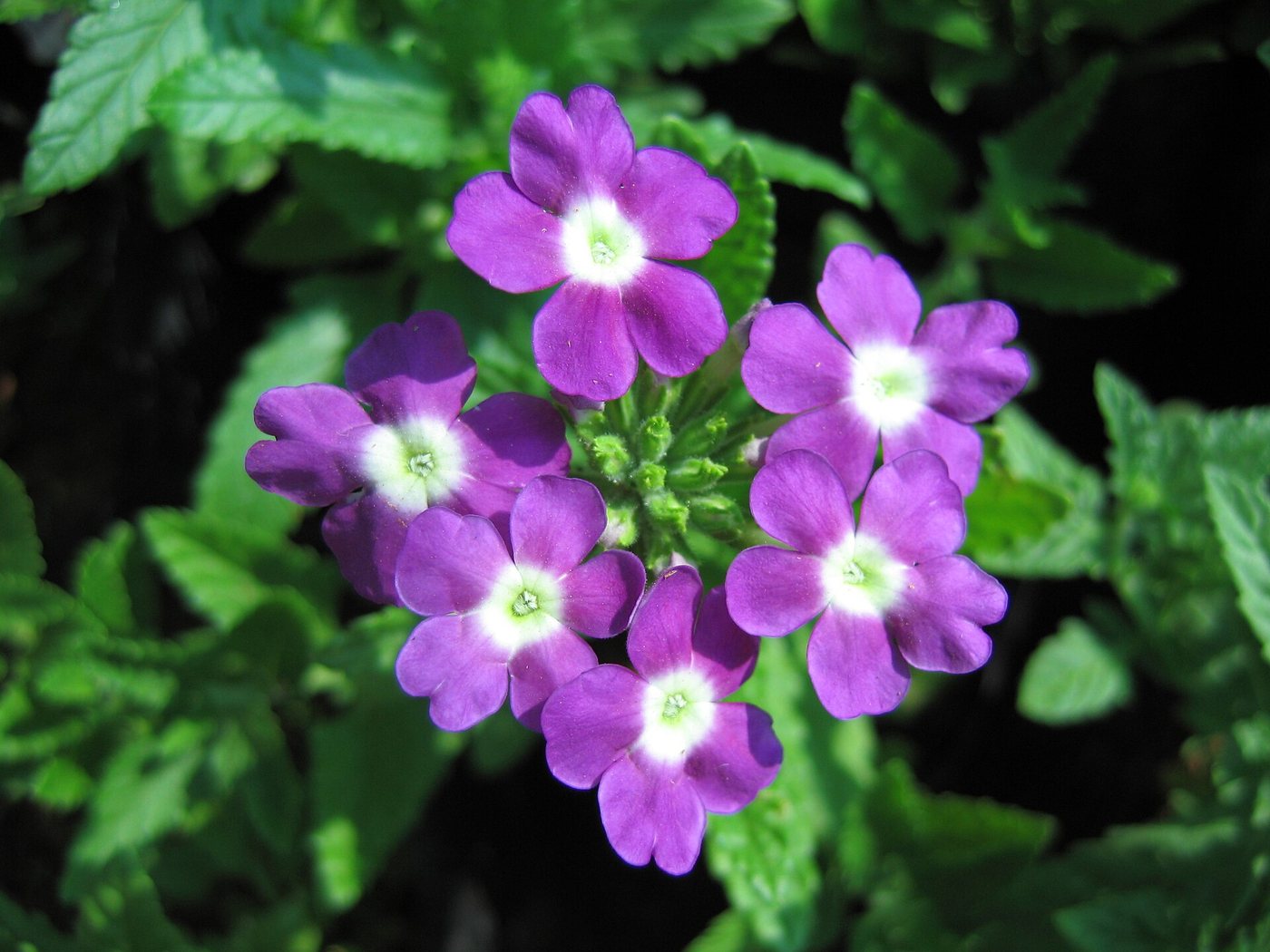 Verbena