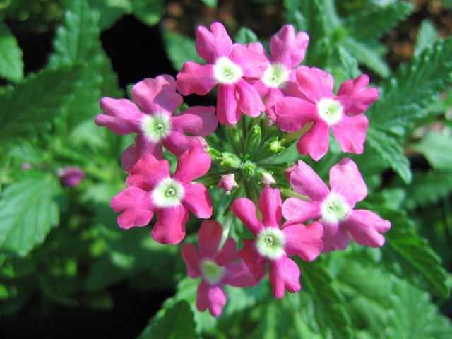 Verbena (Verbena × hybrida)