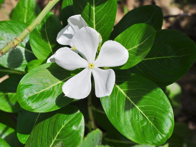 Vinca-de-madagascar (Catharanthus roseus)