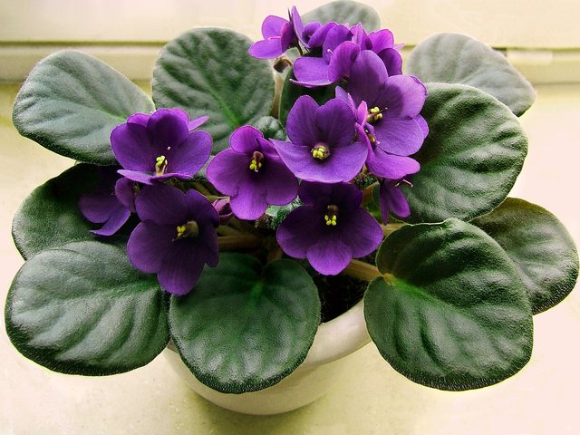 Violeta-africana (Streptocarpus ionanthus)